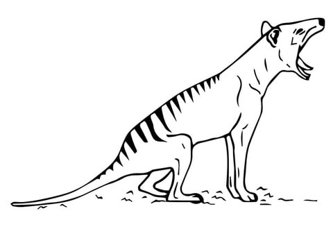 Tasmanian Tiger Thylacine Coloring Page